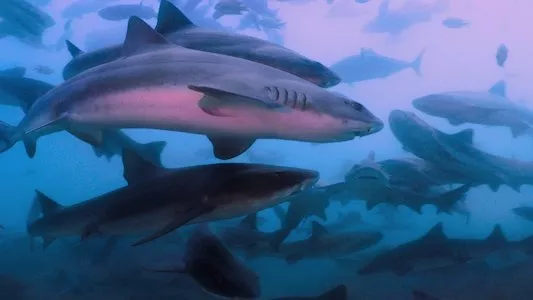 Poster del episodio 3 de All the Sharks online