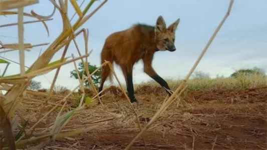 Poster del episodio 2 de Animal (2021) online