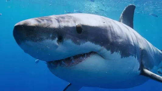 Poster del episodio 4 de All the Sharks online