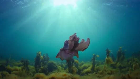 Poster del episodio 4 de Animal (2021) online