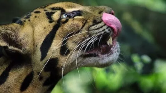 Poster del episodio 1 de Animal (2021) online