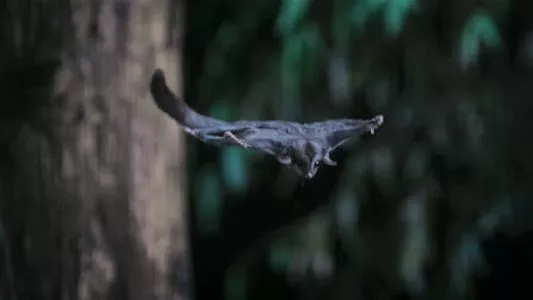 Poster del episodio 3 de Animal (2021) online