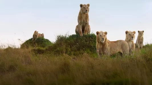 Poster del episodio 3 de LION online