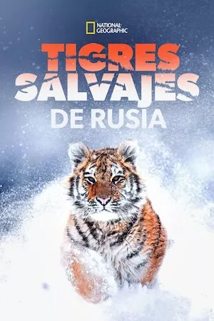 Poster Tigres salvajes de Rusia