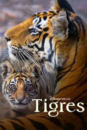 Poster Tiger