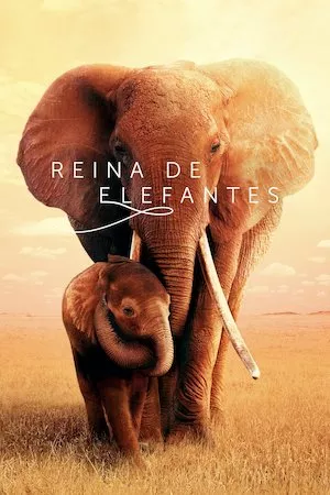 Poster The Elephant Queen
